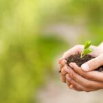 Hand holding a sapling
