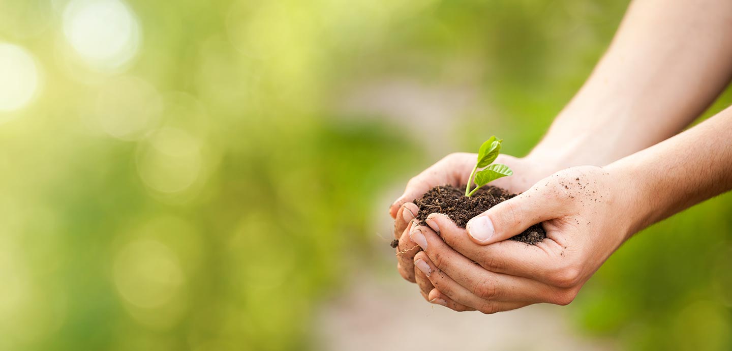 Hand holding a sapling
